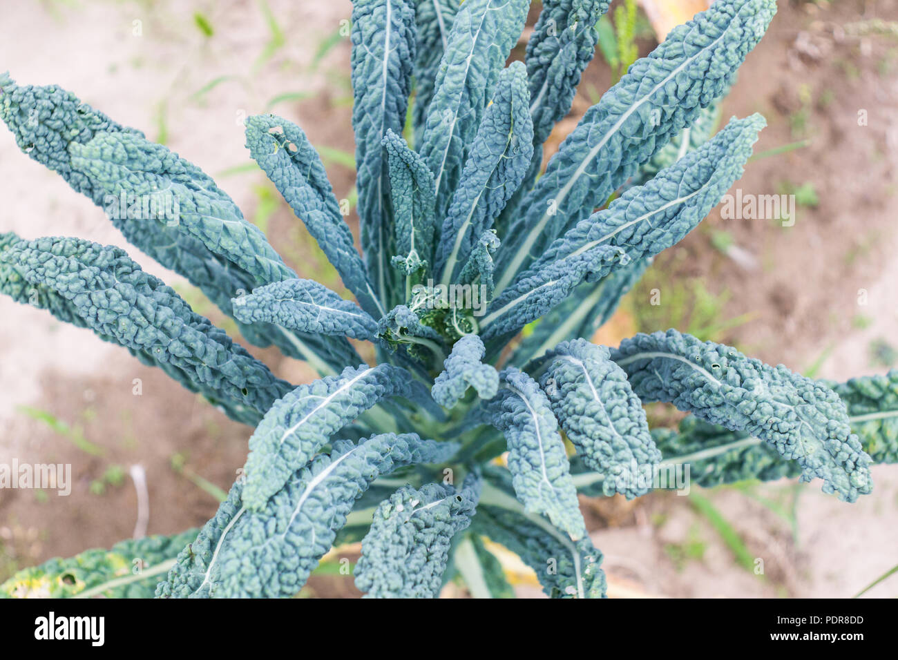 Tuscan kale o cavolo nero su piante in giardino. Cavolo nero (italiano) cavolo o lacinato crescita in fila in azienda Foto Stock
