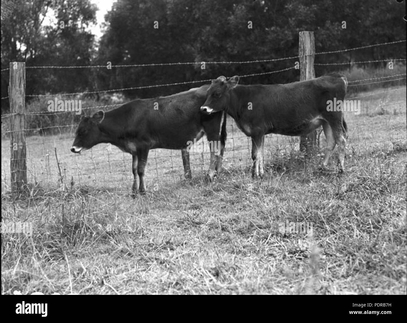 103 Queensland Archivi di Stato 1706 Bovini nutrizione gemello tori Ottobre 1952 Foto Stock