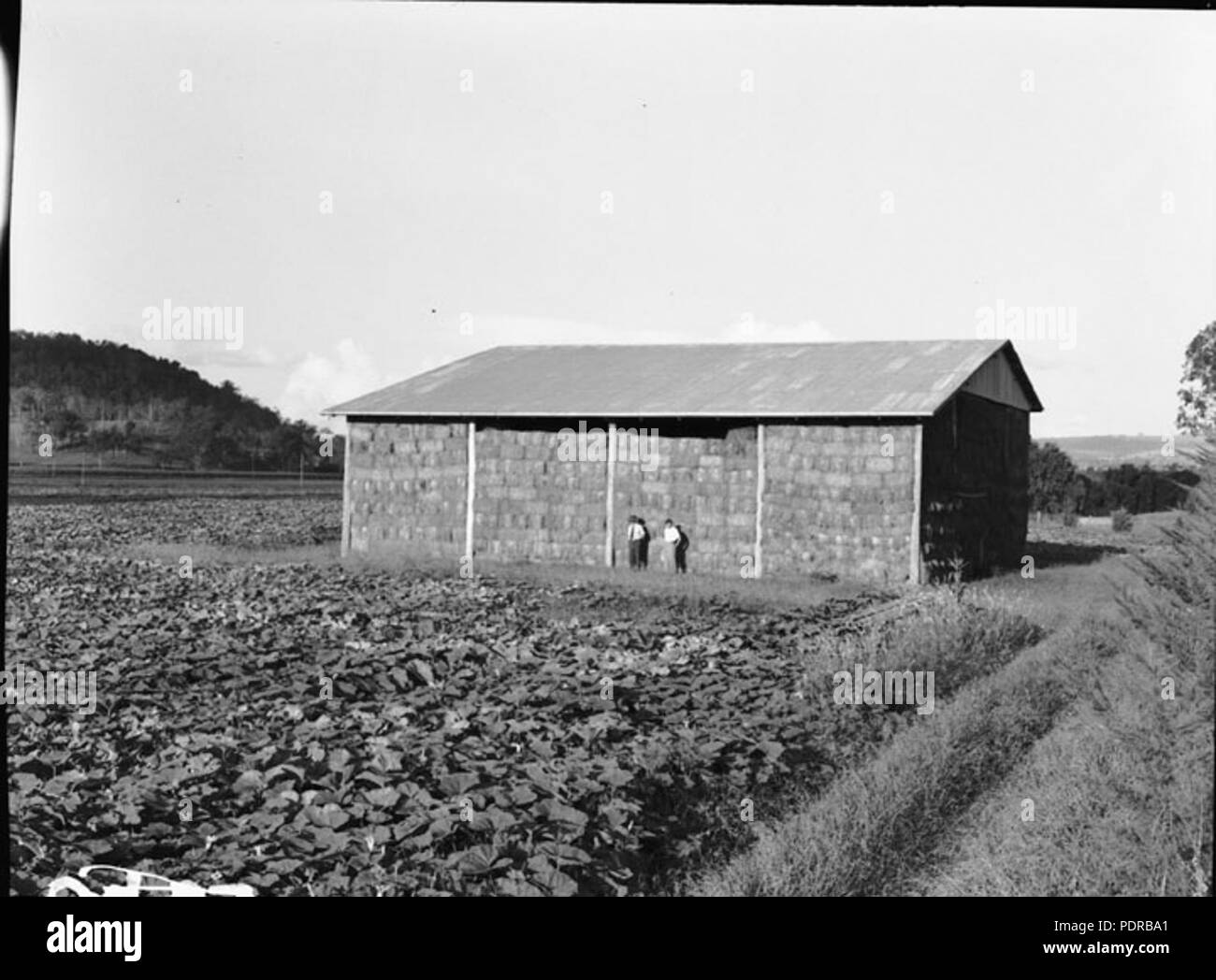104 Queensland Archivi di Stato 1760 colture foraggere e la conservazione a sud est Queensland Marzo 1955 Foto Stock