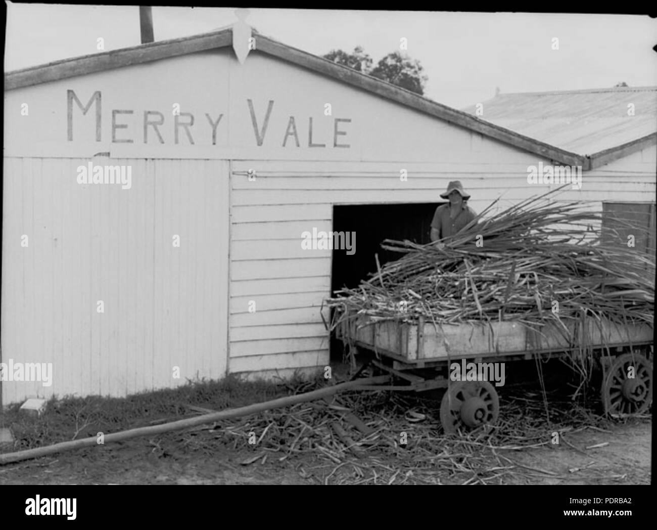104 Queensland Archivi di Stato 1761 colture foraggere e la conservazione a sud est Queensland Marzo 1955 Foto Stock