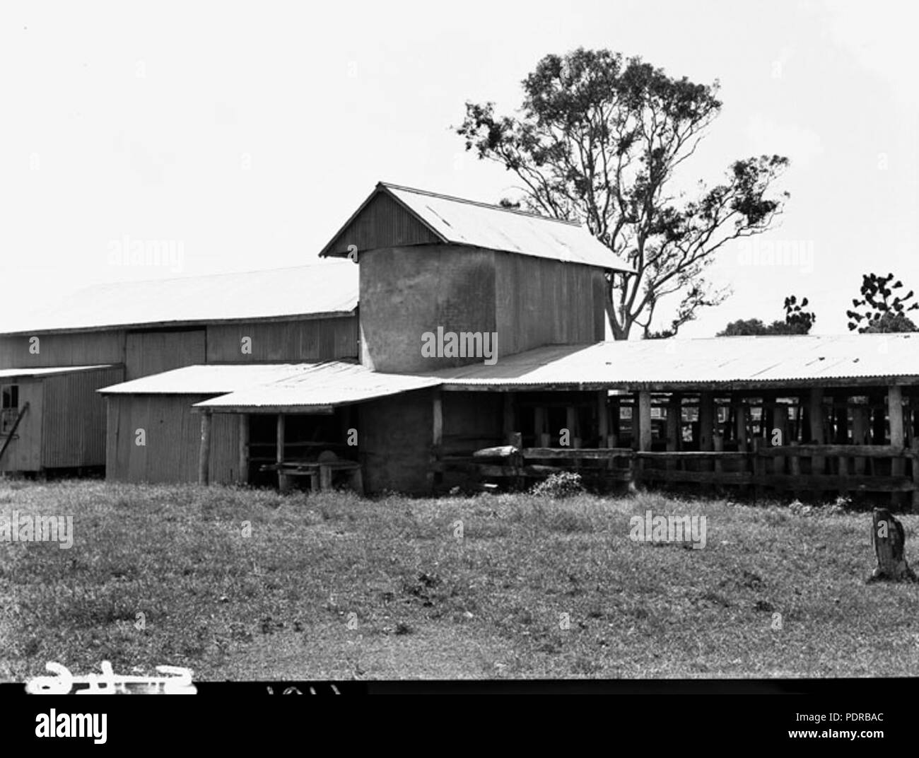 104 Queensland Archivi di Stato 1768 colture foraggere e la conservazione a sud est Queensland Marzo 1955 Foto Stock