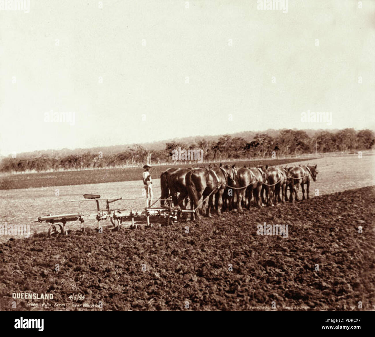 113 Queensland Archivi di Stato 3983 dodici cavalli per aratura del frumento con un solco di sei aratro verdi colline agriturismo vicino a Warwick 4 Maggio 1894 Foto Stock