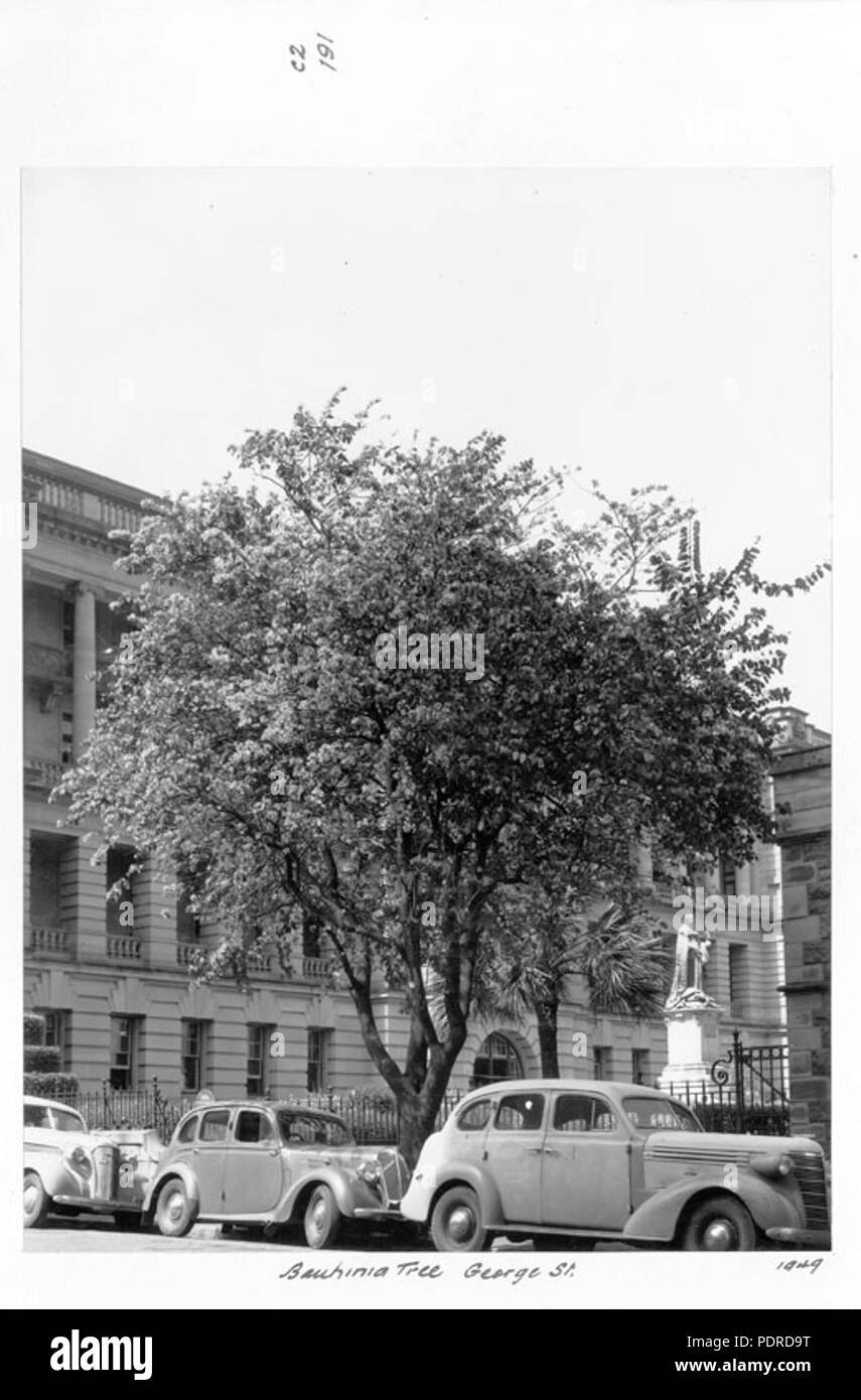 114 Queensland Archivi di Stato 4221 Bauhinia Tree George Street Brisbane City 1949 Foto Stock