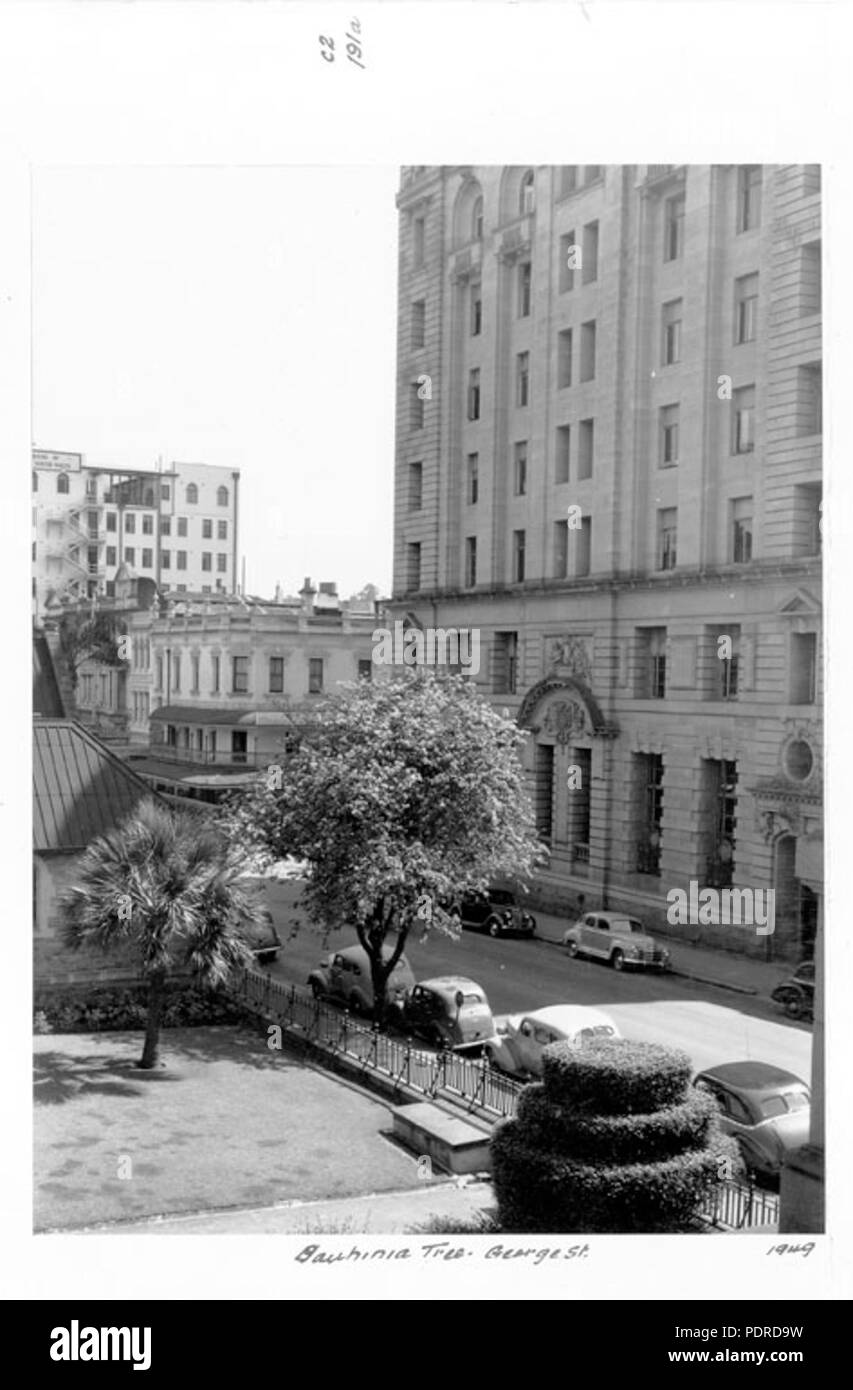 114 Queensland Archivi di Stato 4222 Bauhinia Tree George Street Brisbane 1949 Foto Stock