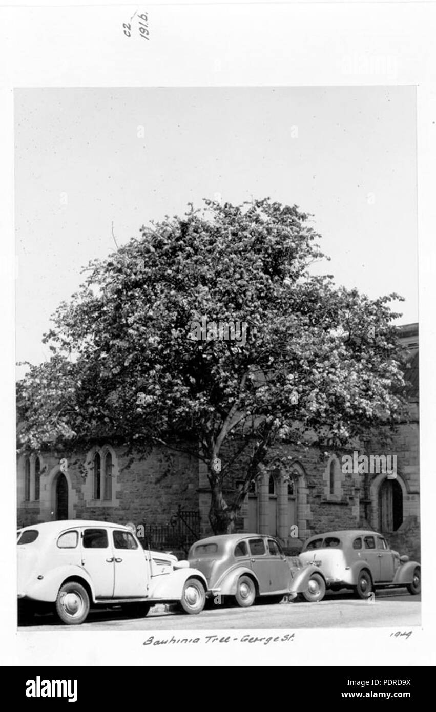 114 Queensland Archivi di Stato 4223 Bauhinia Tree George Street Brisbane 1949 Foto Stock
