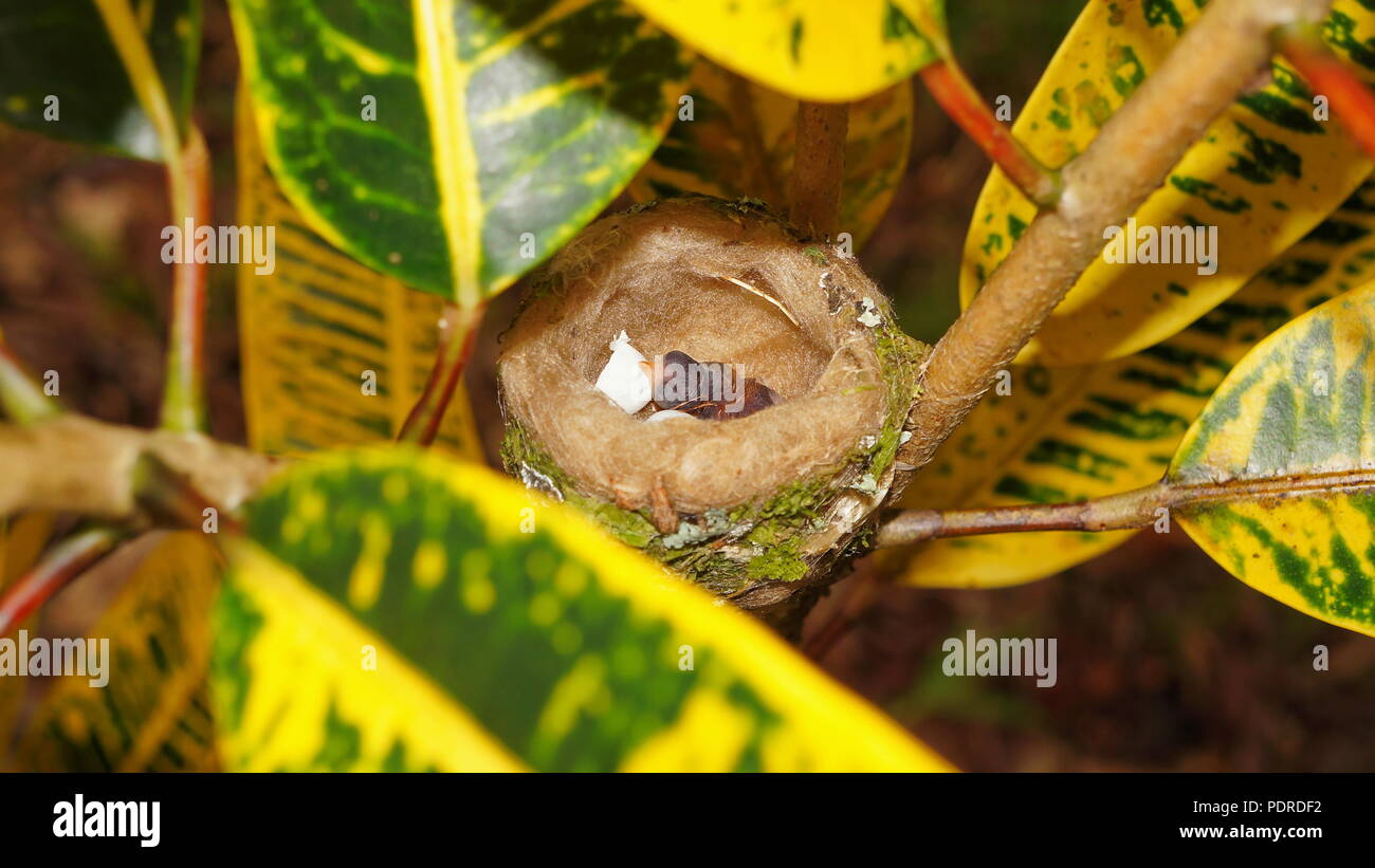 Bambino uccello appena tratteggiato rotto con gusci di uova nel nido di Rufous tailed hummingbird, Costa Rica, America Centrale Foto Stock