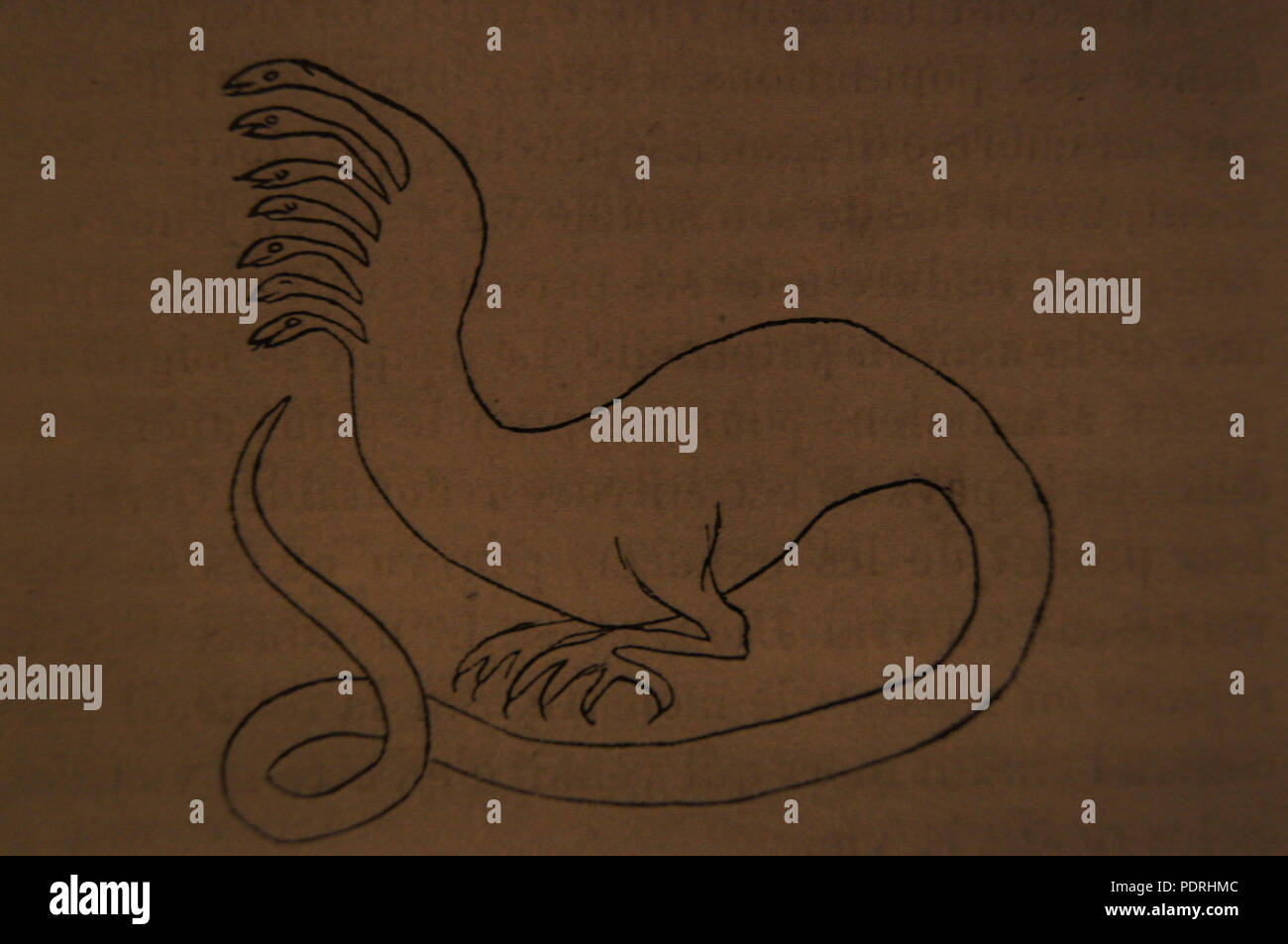 SONY DSC 6 Dragon à sept têtes Foto Stock