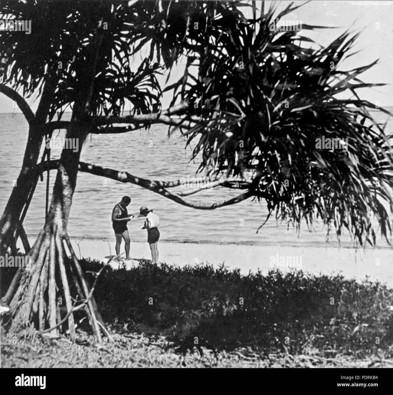 100 Queensland Archivi di Stato 1019 un filamento di corallo Isola Verde vicino a Cairns c 1931 Foto Stock