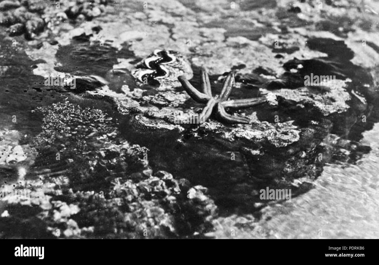 100 Queensland Archivi di Stato 1017 sul bordo della scogliera l'Isola Heron Capricorno Gruppo che mostra le vongole e pesce stella c 1931 Foto Stock