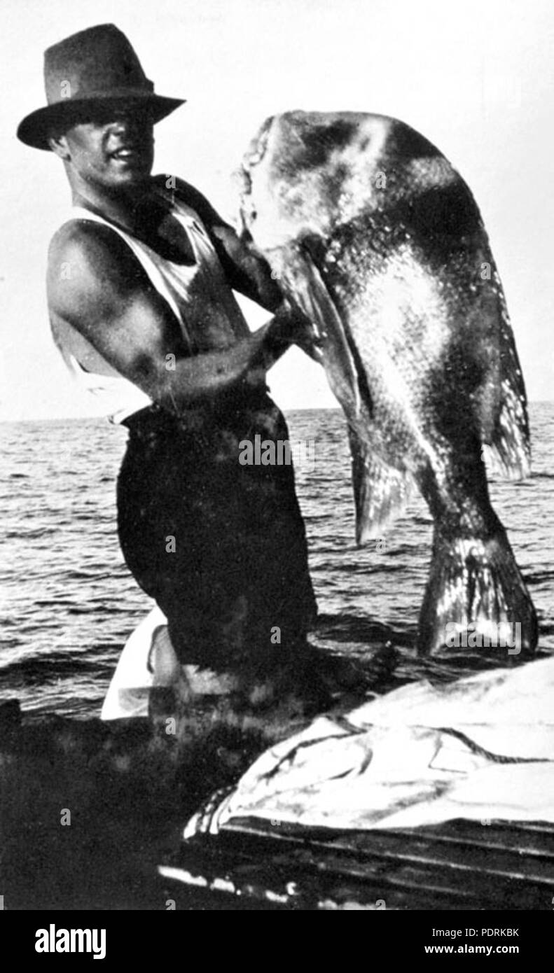 100 Queensland Archivi di Stato 1027 gigantesco pesce pappagallo Capricorno gruppo c 1931 Foto Stock