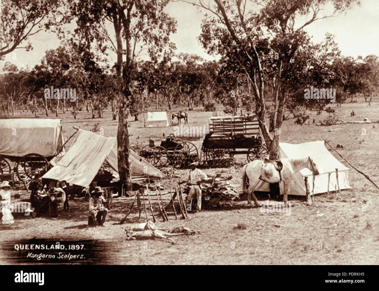 106 Queensland Archivi di Stato 2255 Kangaroo scalpers camp con tende e wagonette 1897 Foto Stock