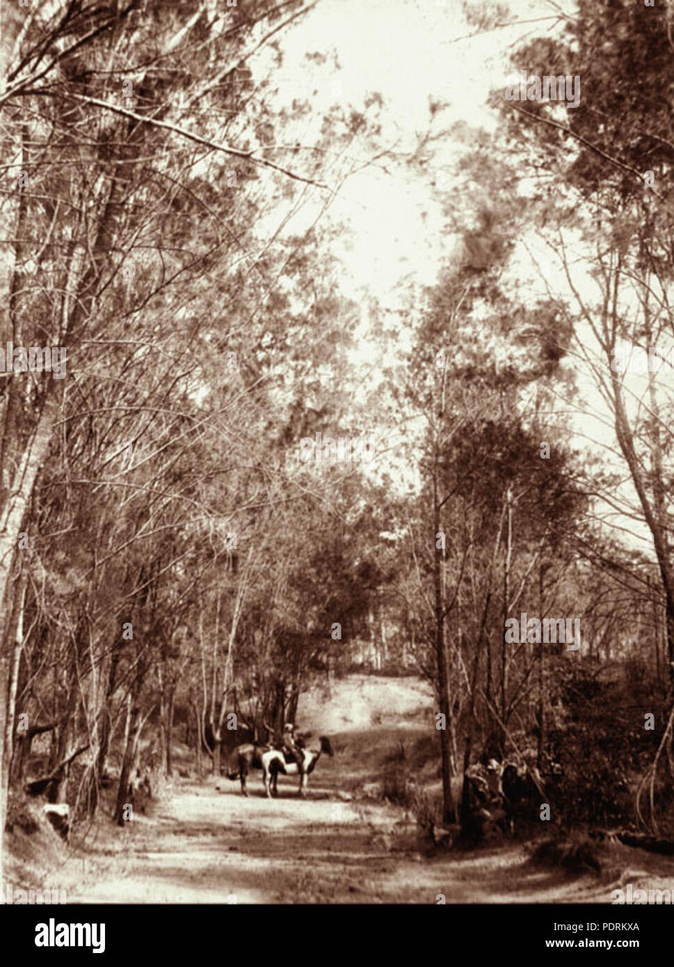 106 Queensland Archivi di Stato 2460 Cavalieri a Oak Avenue Casa di vetro montagne c 1894 Foto Stock