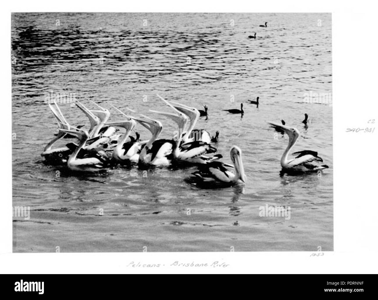 118 Queensland Archivi di Stato 4928 Pellicani Fiume Brisbane 1953 Foto Stock