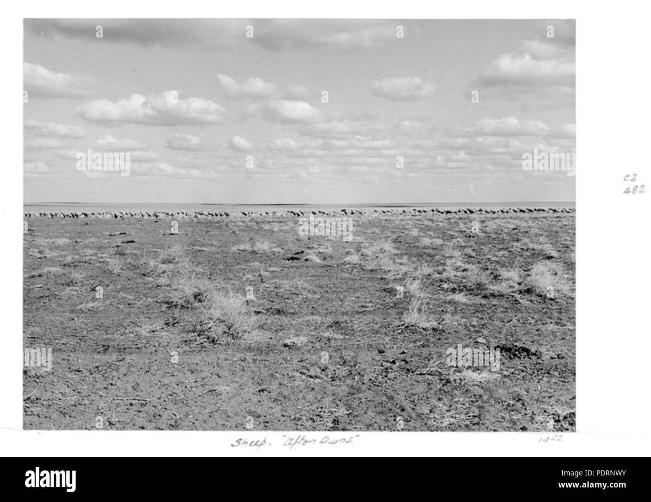118 Queensland Archivi di Stato 5027 pecore Afton Downs 1952 Foto Stock