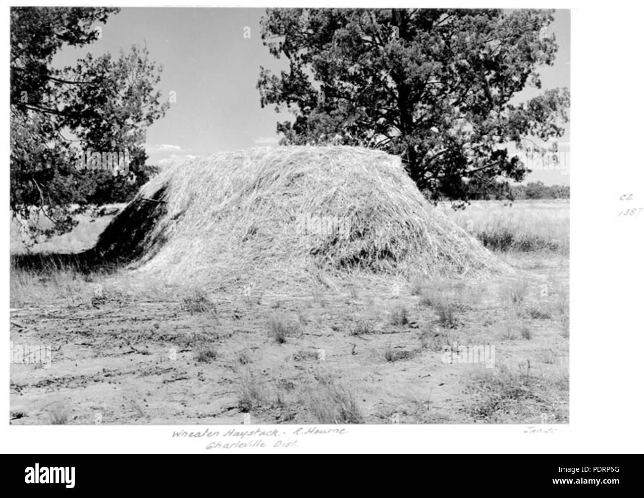 119 Queensland Archivi di Stato 5307 Wheaten pagliaio Charleville district Gennaio 1955 Foto Stock