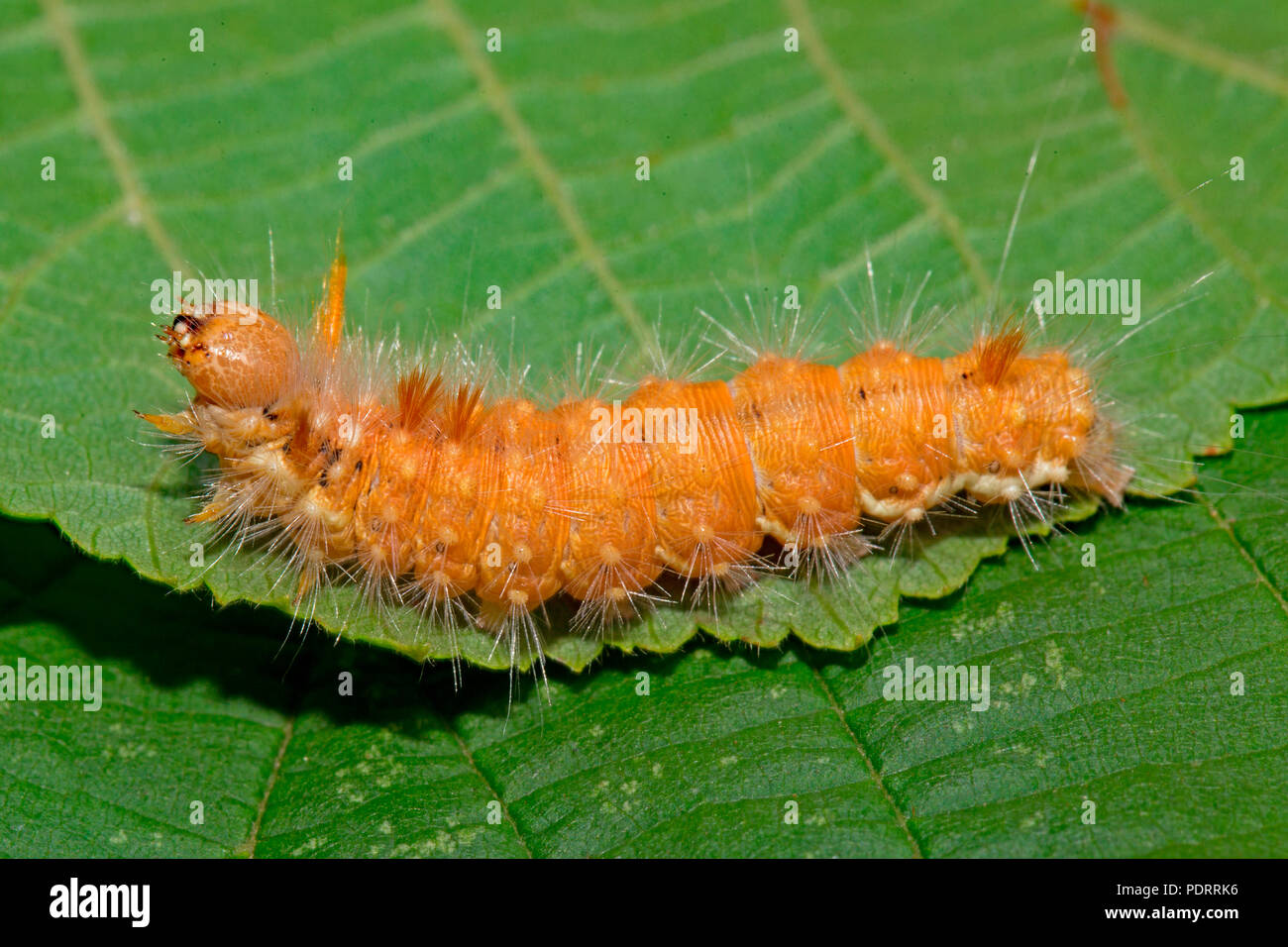 Dado albero di tussock moth, Caterpillar, Colocasia coryli Foto Stock