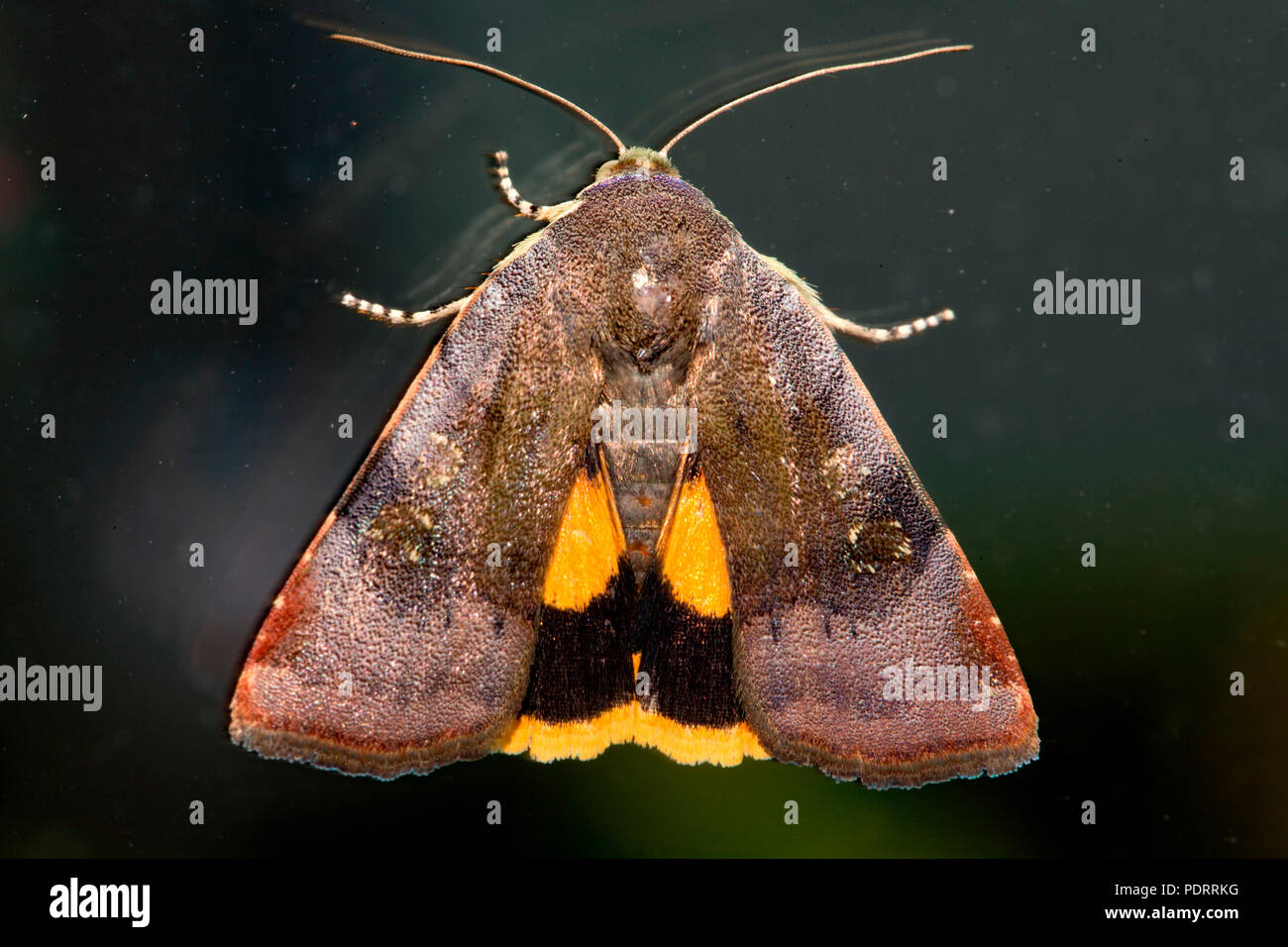 Minor ampio bordato di giallo, underwing Noctua janthe Foto Stock