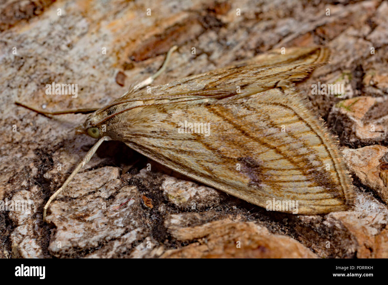 Giardino di ghiaia, falena Evergestis forficalis Foto Stock