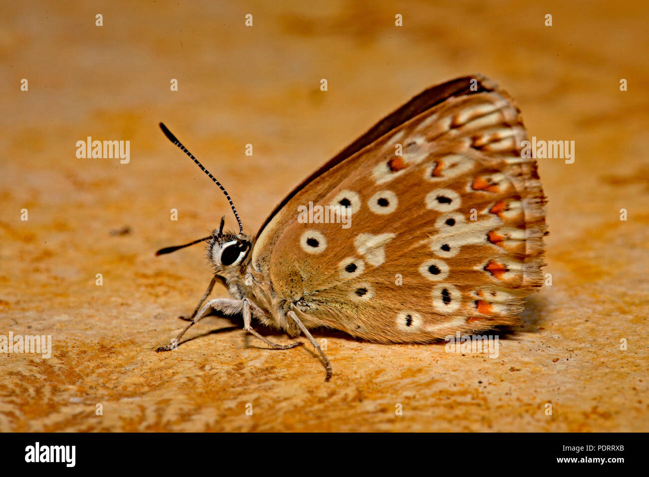 Chalkhill blu, femmina, Polyommatus coridon Foto Stock