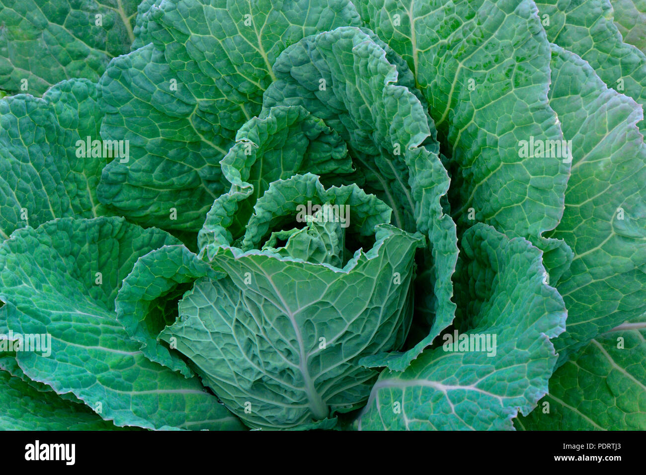 Wirsing, Wirsingkohl, Sorte un pied corte de Plainpalais, Brassica oleracea convar. capitata var. sabauda Foto Stock