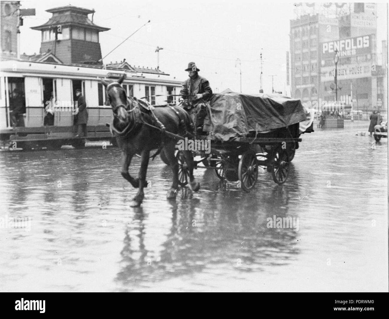 161 43324 SLNSW cavallo tirando un dray mostra la sua avversione per il meteo Foto Stock
