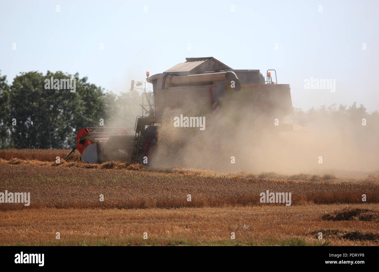 Mähdrescher bei der Weizenernte auf einem trockenen staubigen Feld Foto Stock