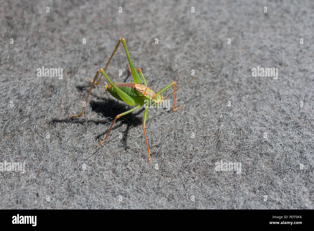 Chiazzato boccola maschio di Cricket sul tappeto durante l'estate. Foto Stock