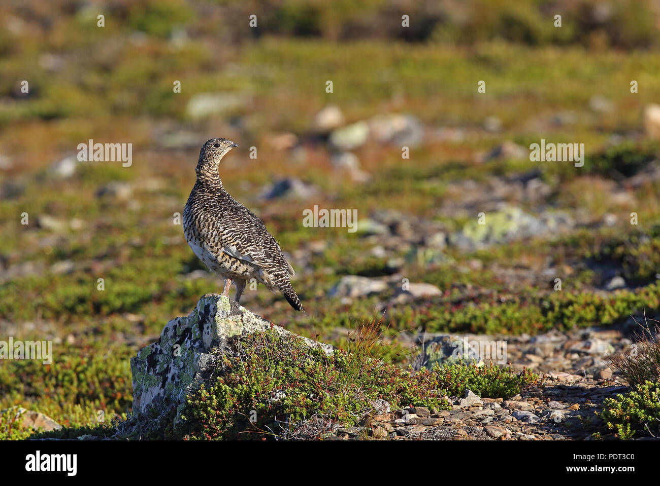 Rock ptarmigan, Lagopus muta, femmina su tundra Foto Stock