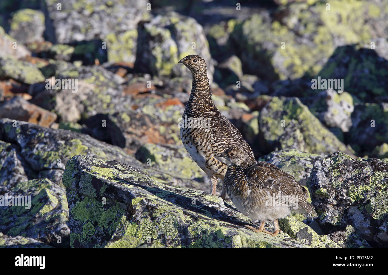 Rock ptarmigan, Lagopus muta, femmina con un pulcino Foto Stock