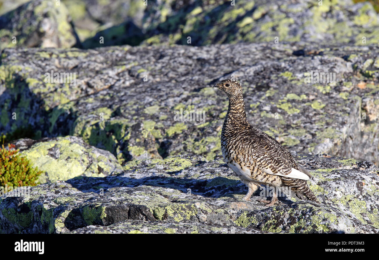 Rock ptarmigan, Lagopus muta, femmina su tundra Foto Stock