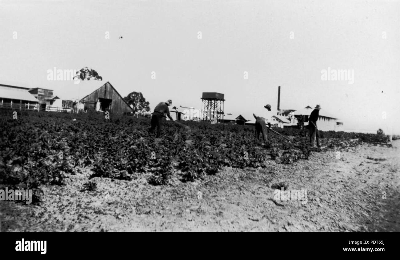 223 StateLibQld 1 140763 uomini al lavoro nel campo in Hutton's Farm, Zillmere, 1935 Foto Stock