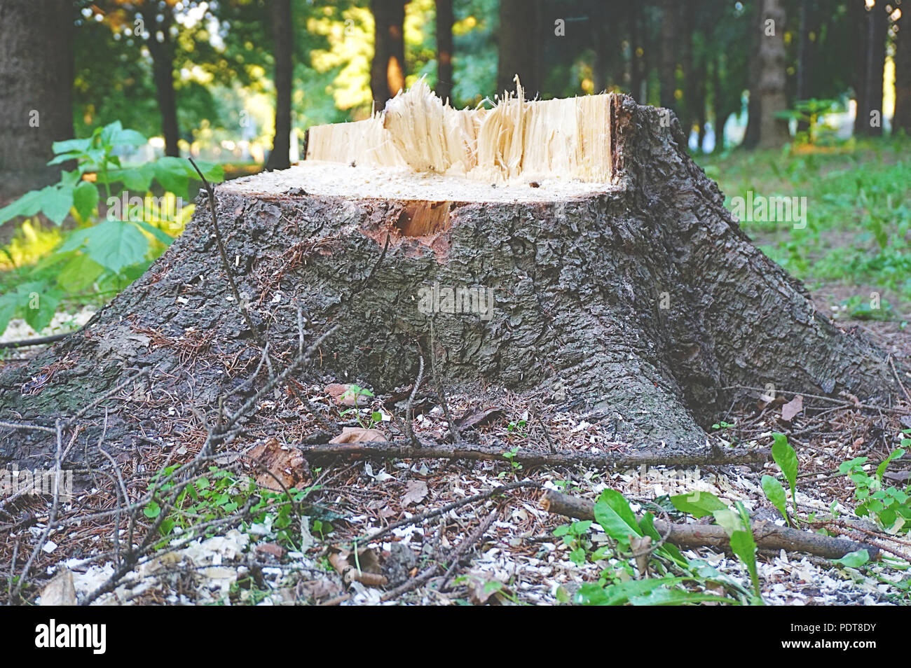 In legno antico moncone rotto in surround con erba verde e foresta Foto Stock In legno antico moncone rotto in surround con erba verde e foresta Foto Stock