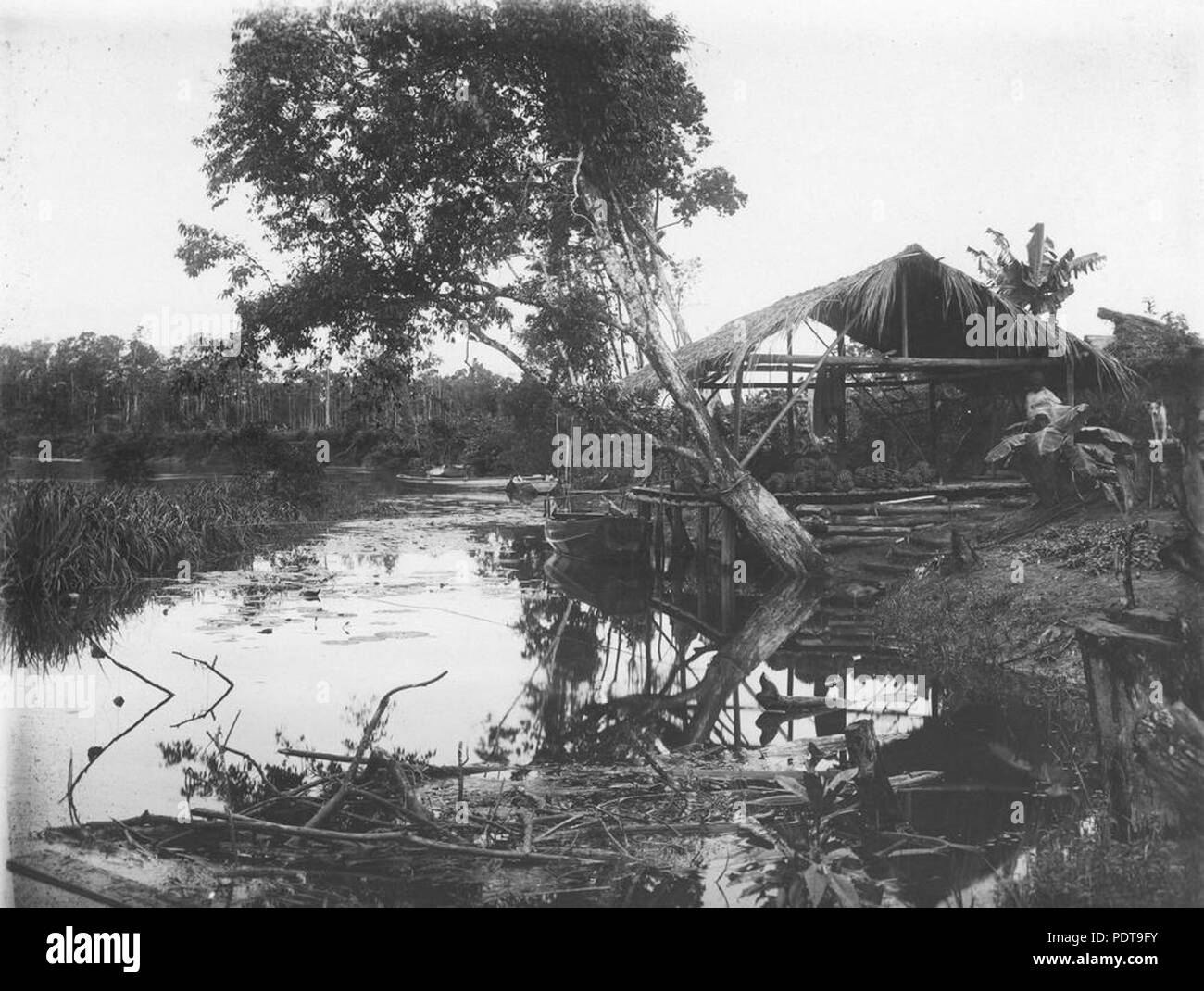 265 StateLibQld 1 395121 banana cinese store sparso sulla banca del fiume Tully, Tully, ca. 1910 Foto Stock