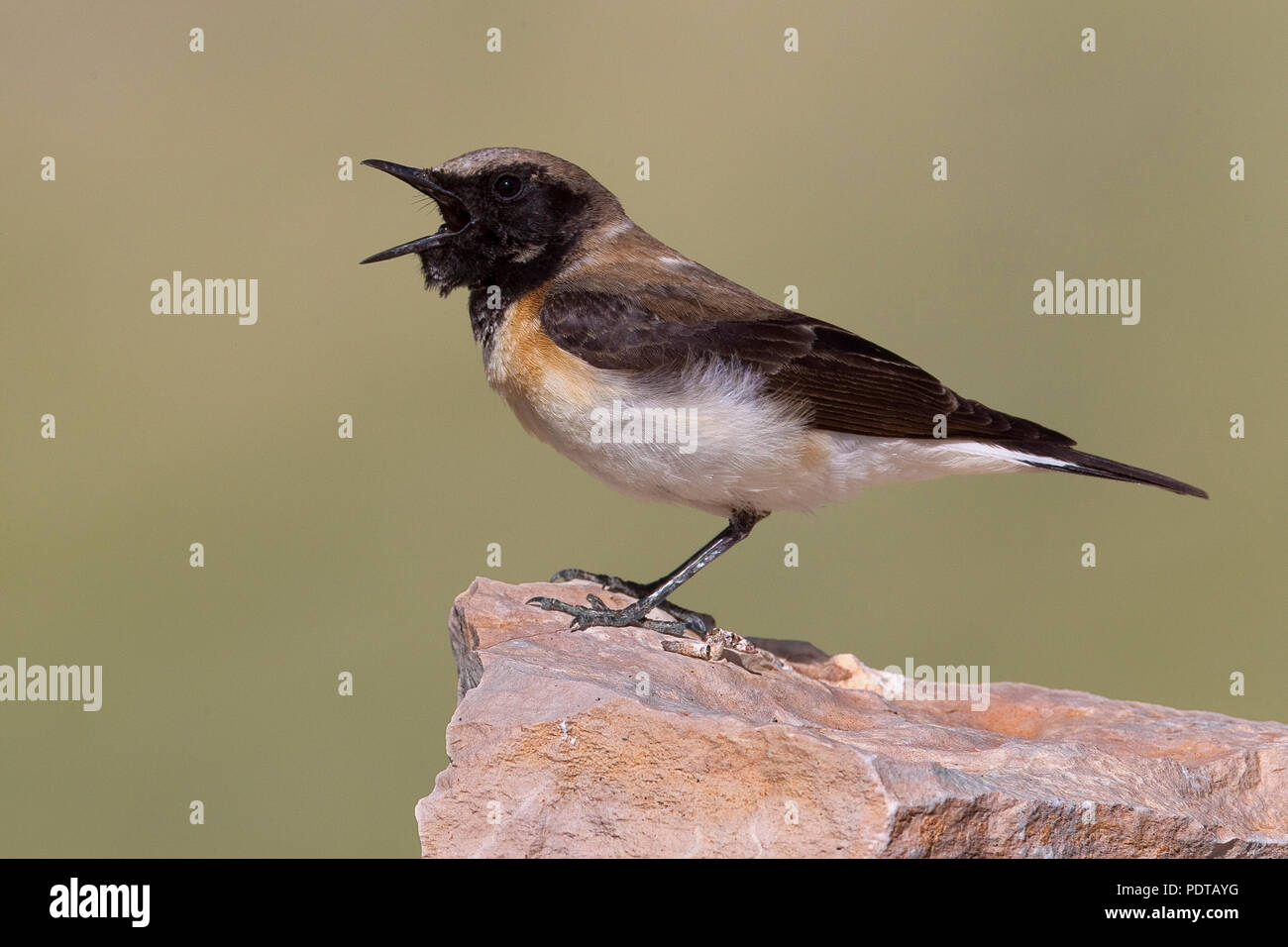 Roodstaarttapuit roepend op marcisce. Culbianco curdo (Rufous-tailed culbianco) su una roccia chiamata. Foto Stock