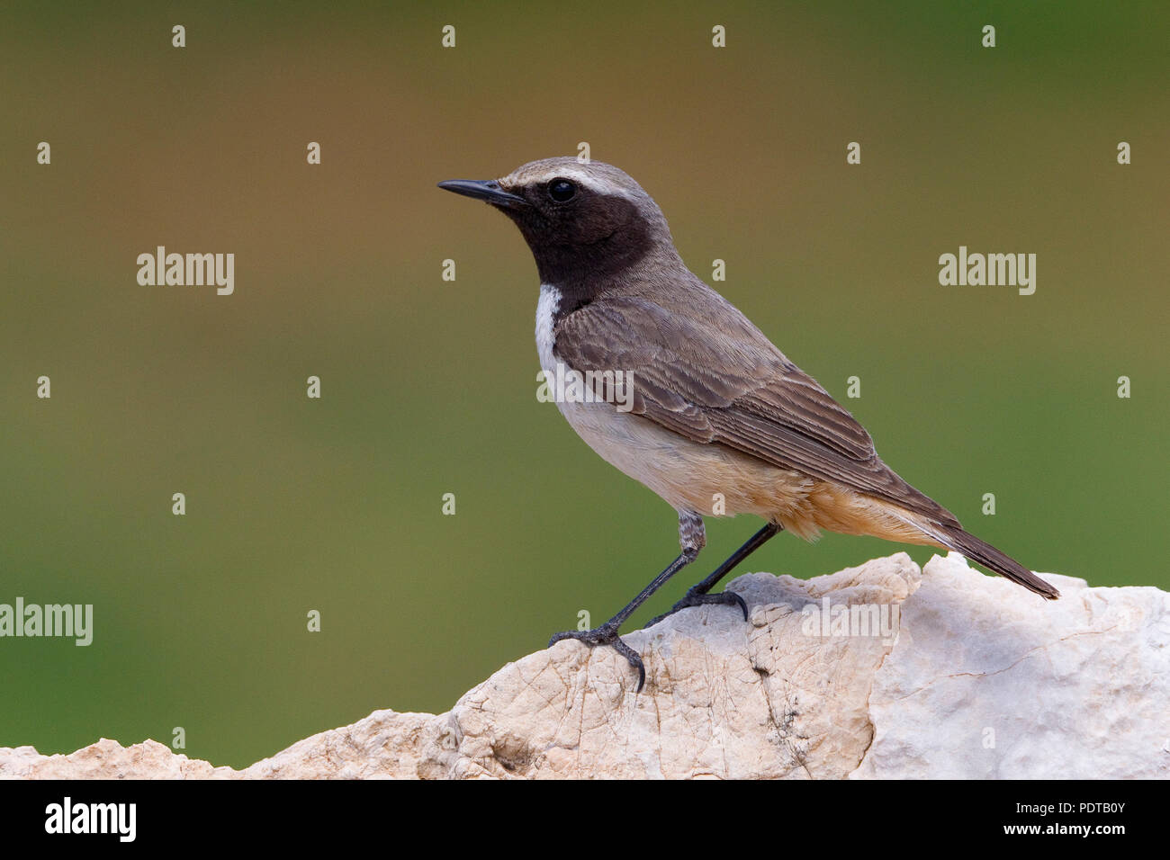 Adulto mannetje Roodstaarttapuit op marcisce. Maschi adulti culbianco curdo (Rufous-tailed culbianco) su una roccia. Foto Stock