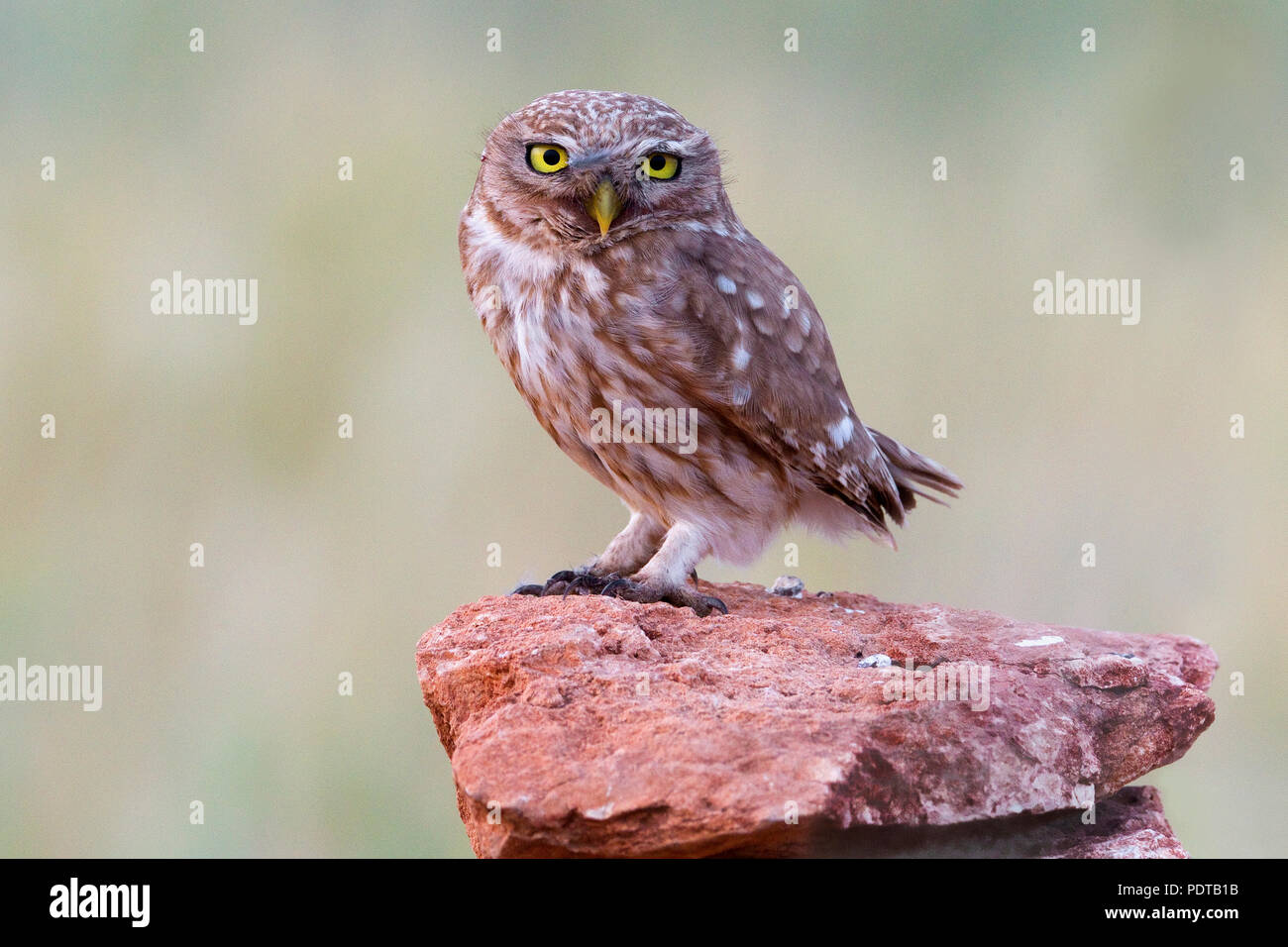 Piccolo gufo appollaiato sulla roccia rossastra. Foto Stock