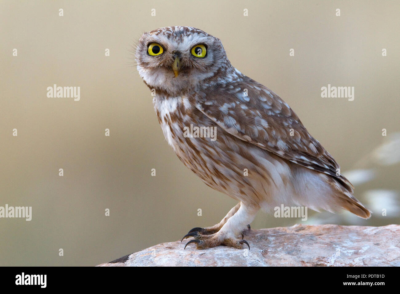 Piccolo gufo appollaiato sulla roccia. Foto Stock