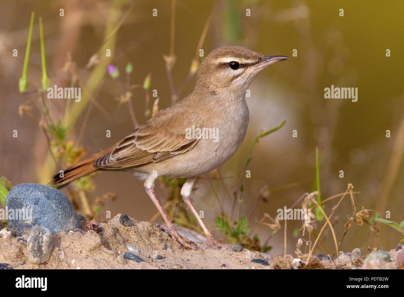 Rufous Bush Robin Foto Stock