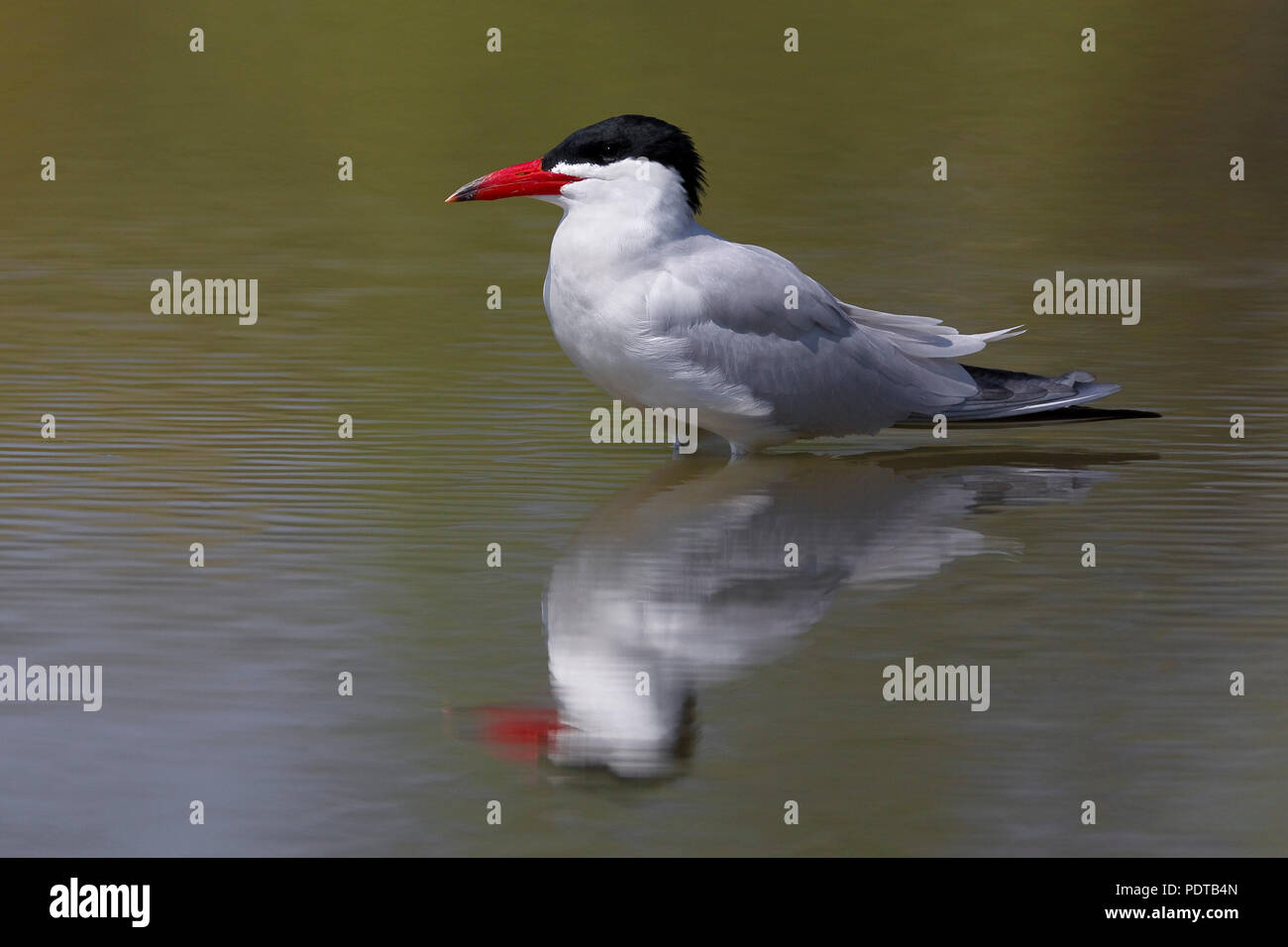 Reuzenstern staand in het acqua incontrato weerspiegeling; Caspian Tern in piedi in acqua con la riflessione; Hydroprogne caspia Foto Stock