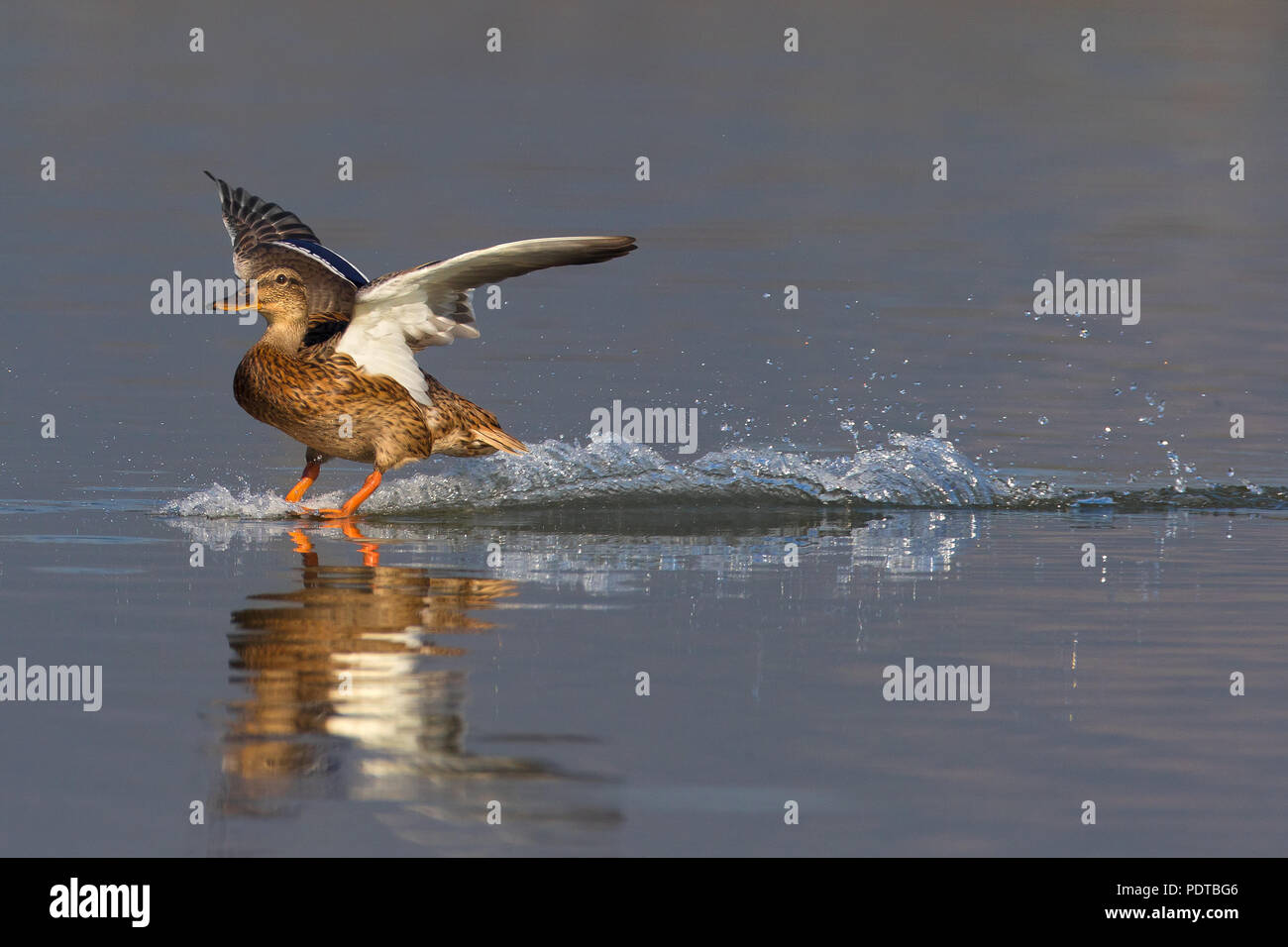 Germano Reale femmina sbarco sull'acqua. Foto Stock