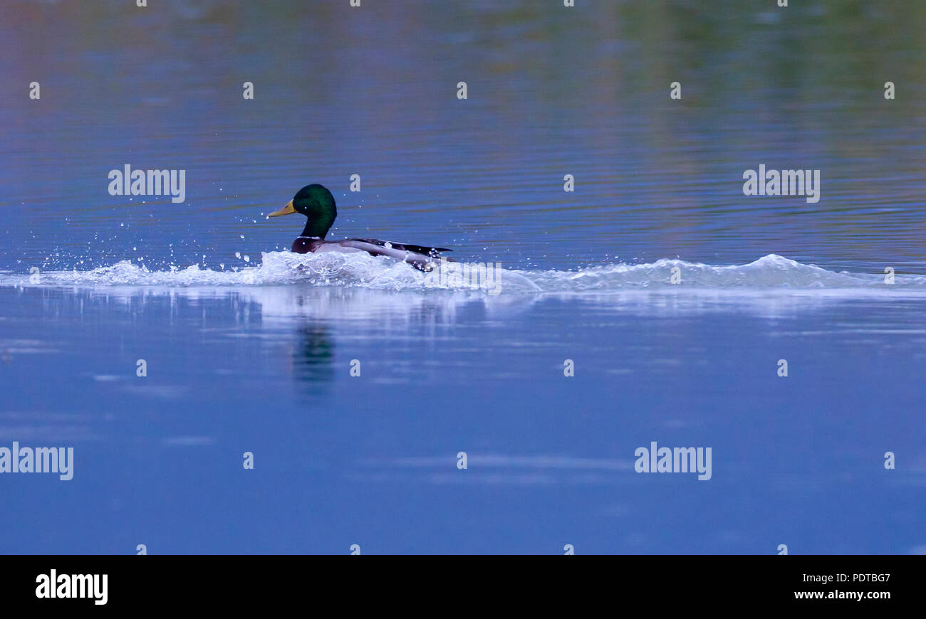 Drake Mallard. Foto Stock