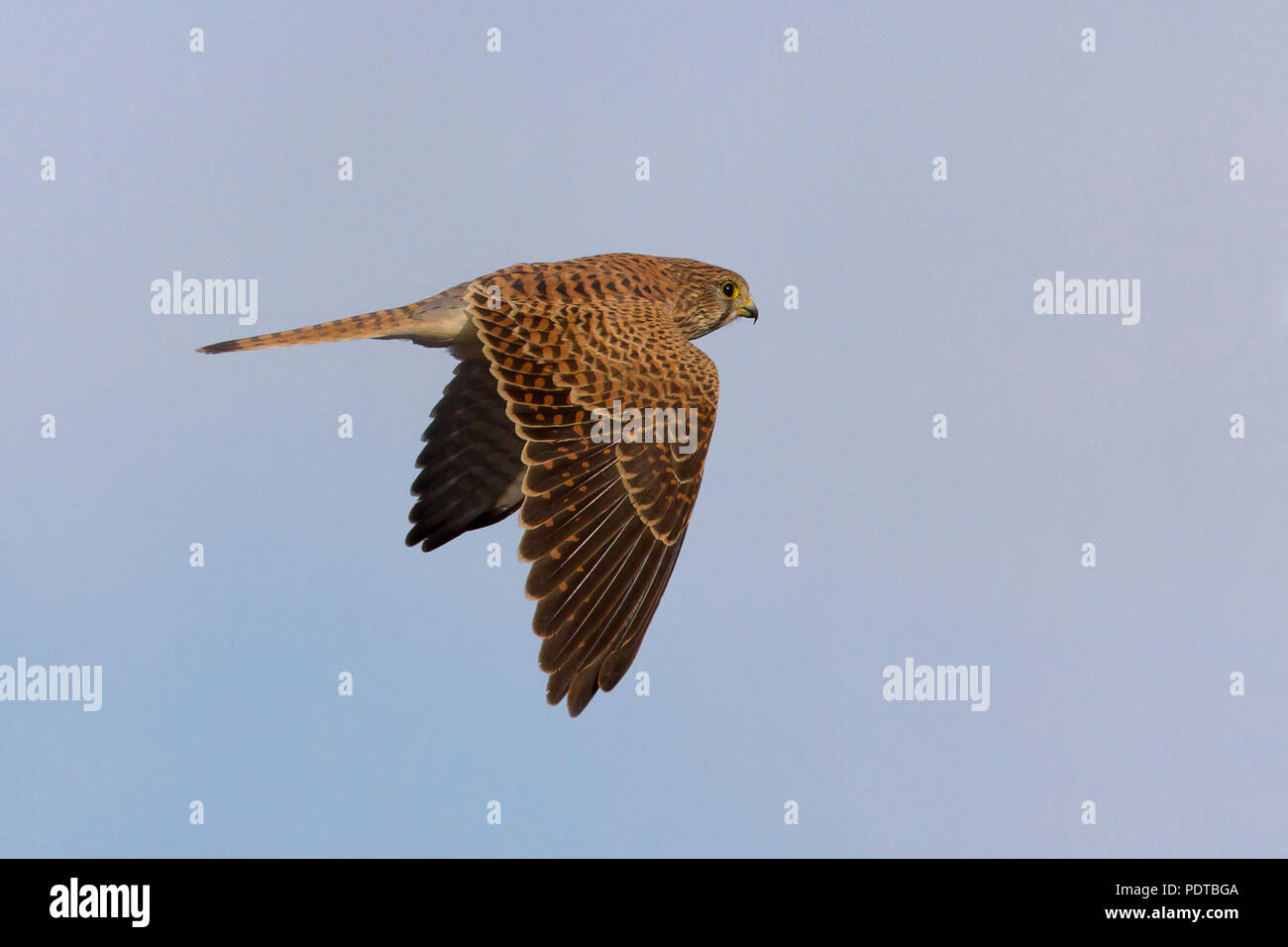 Il Gheppio battenti attraverso un cielo blu. Foto Stock