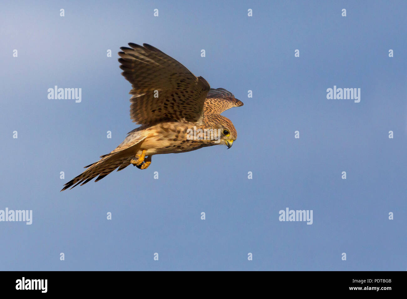 Il Gheppio in bilico contro un cielo blu. Foto Stock