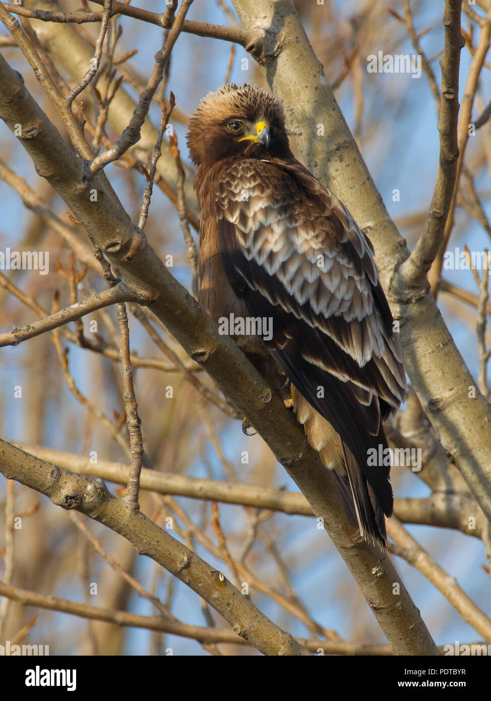 Colore scuro avviato in fase di riposo Eagle nella struttura ad albero. Foto Stock