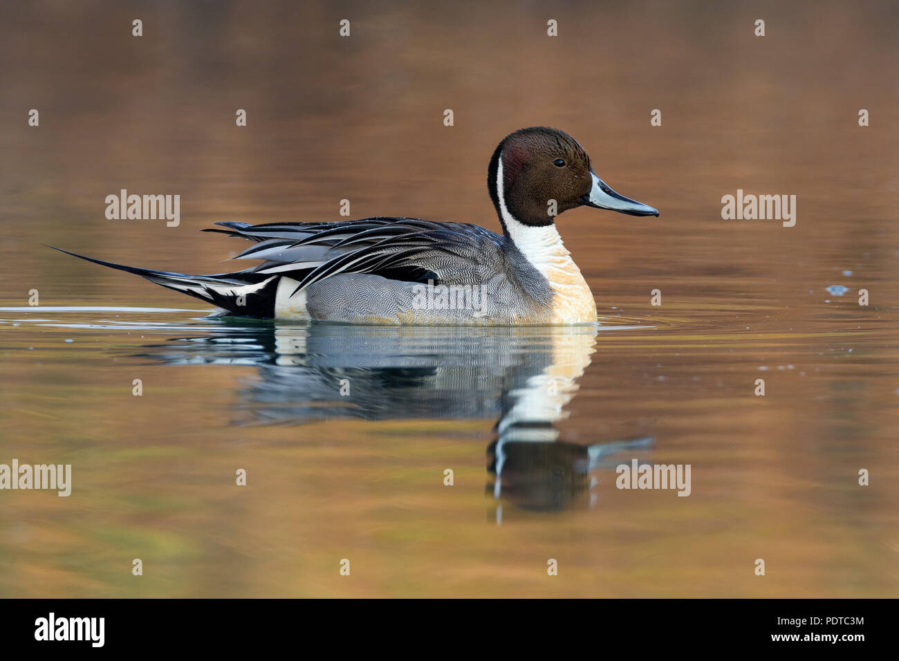 Northern Pintail Foto Stock