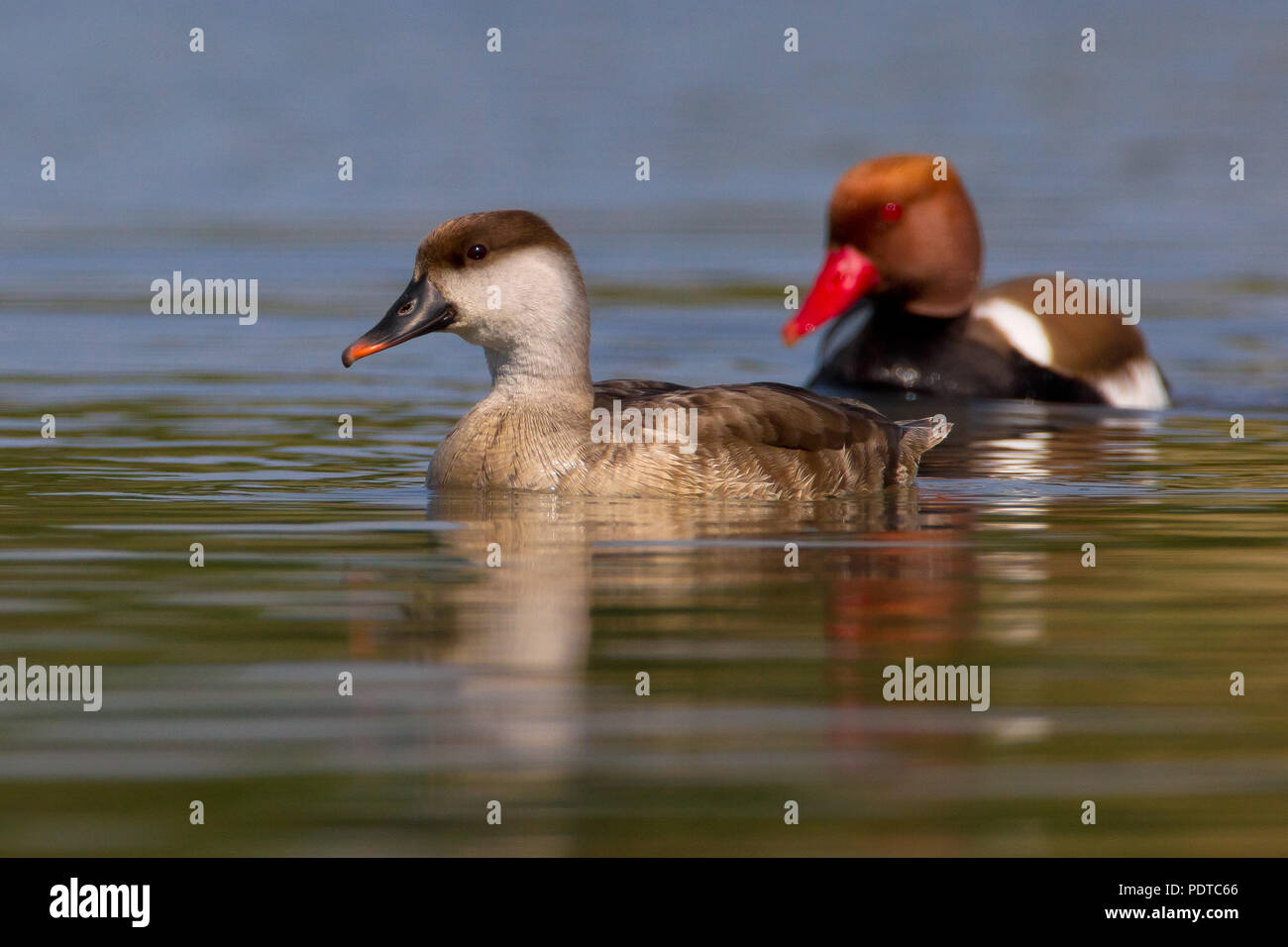 Coppia di allevamento rosso-crested Pochard nuoto Foto Stock