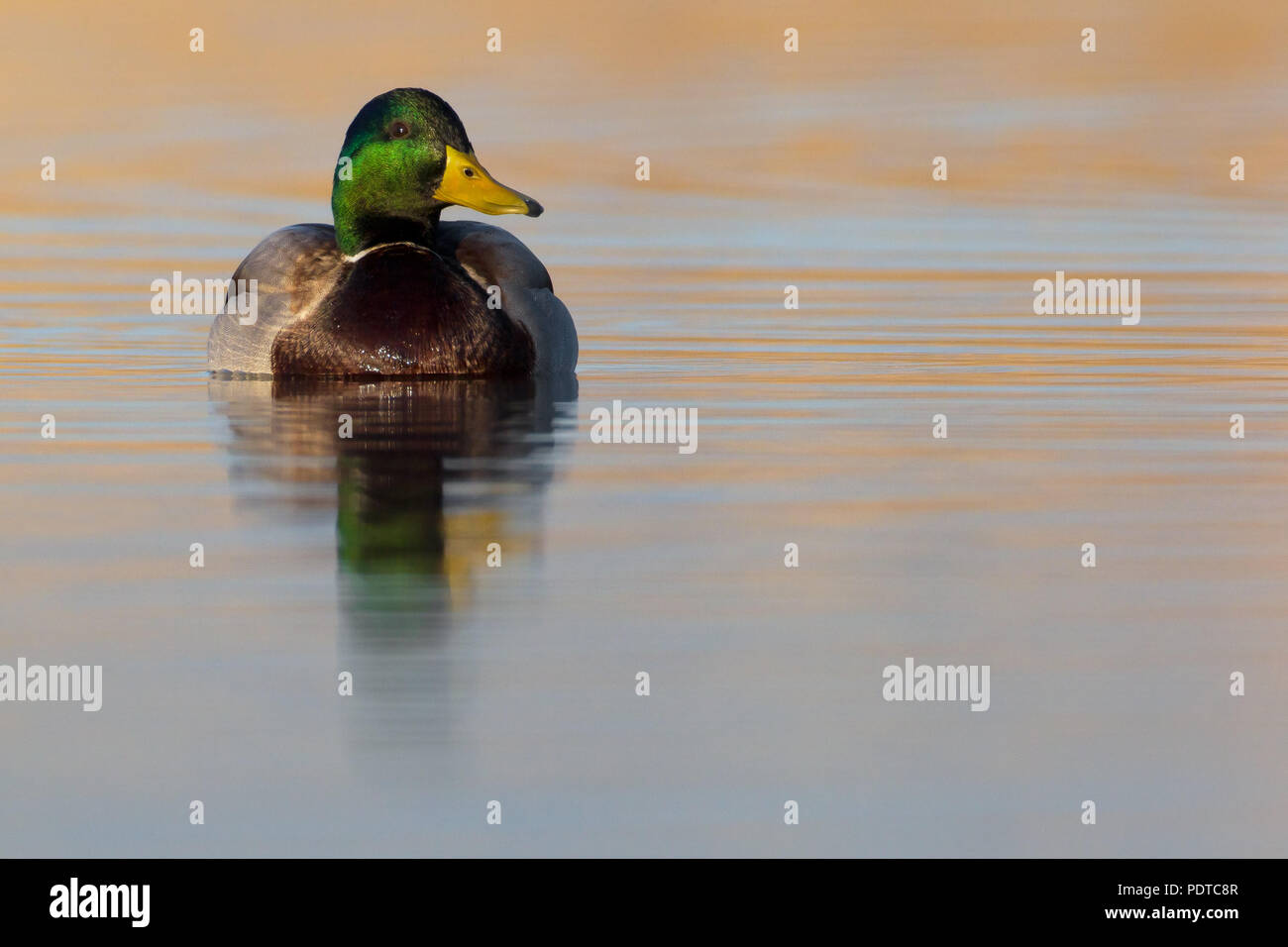 Maschio di germano reale (Anas platyrhynchos) nuoto Foto Stock