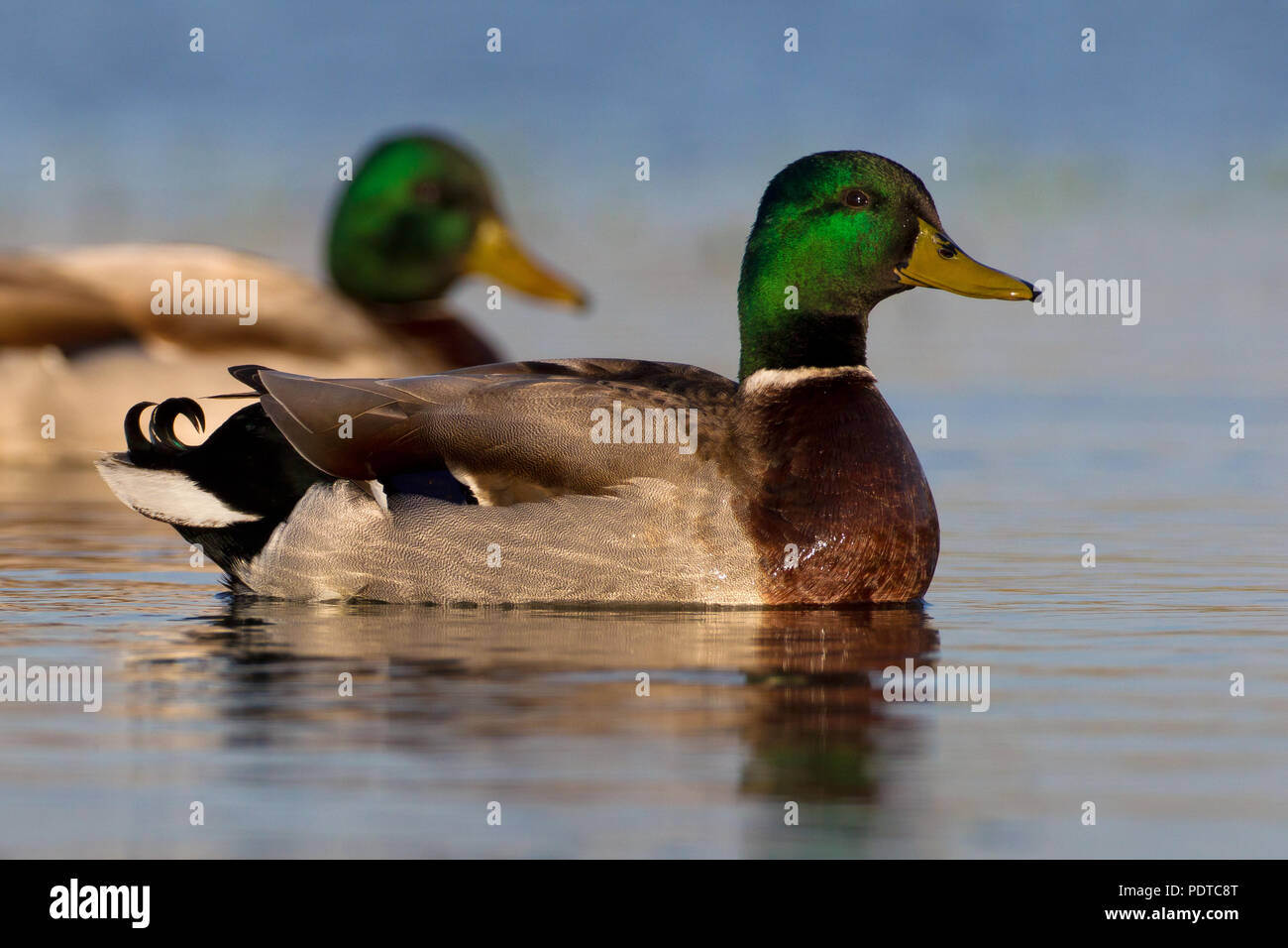 Due maschi di germani reali Foto Stock