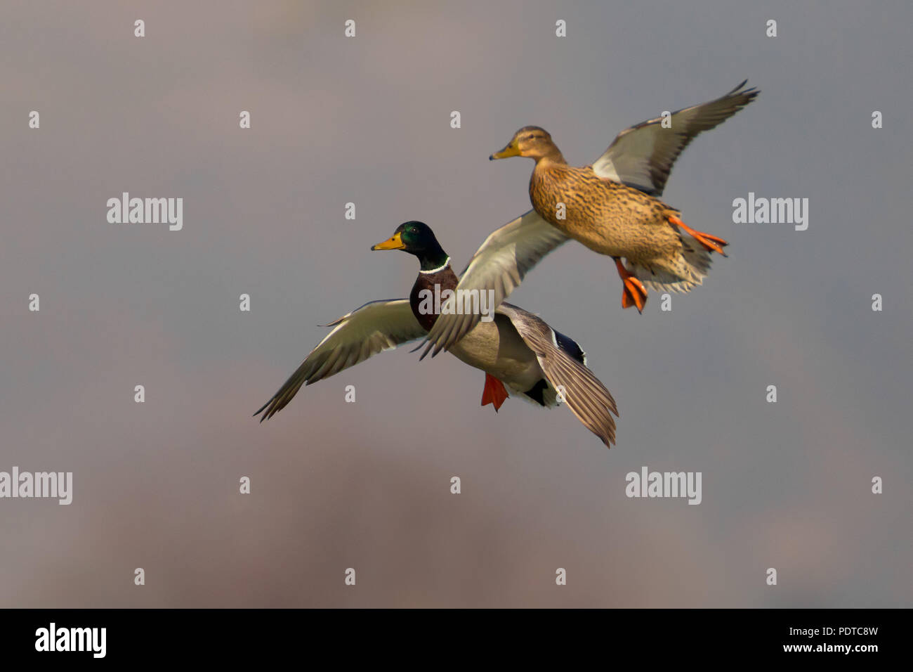 Coppia di allevamento di Mallard battenti Foto Stock