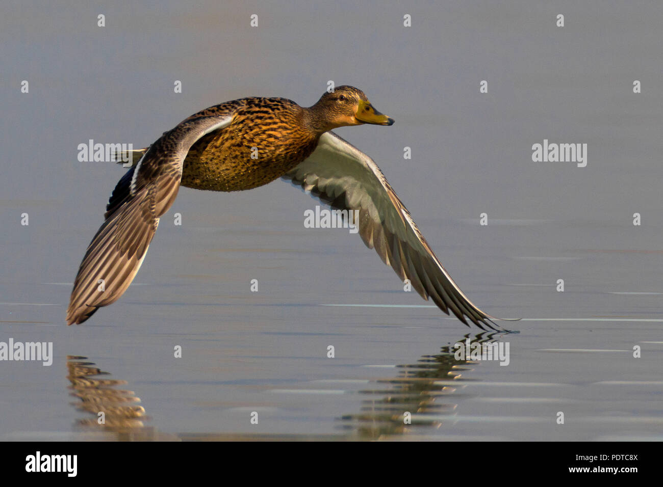 Germano Reale femmina volare basso in tutta l'acqua Foto Stock